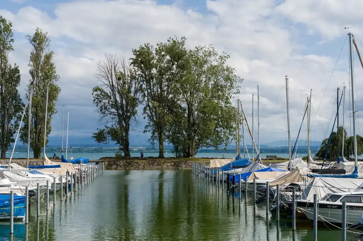 Sailboats moored at a tree-lined marina
